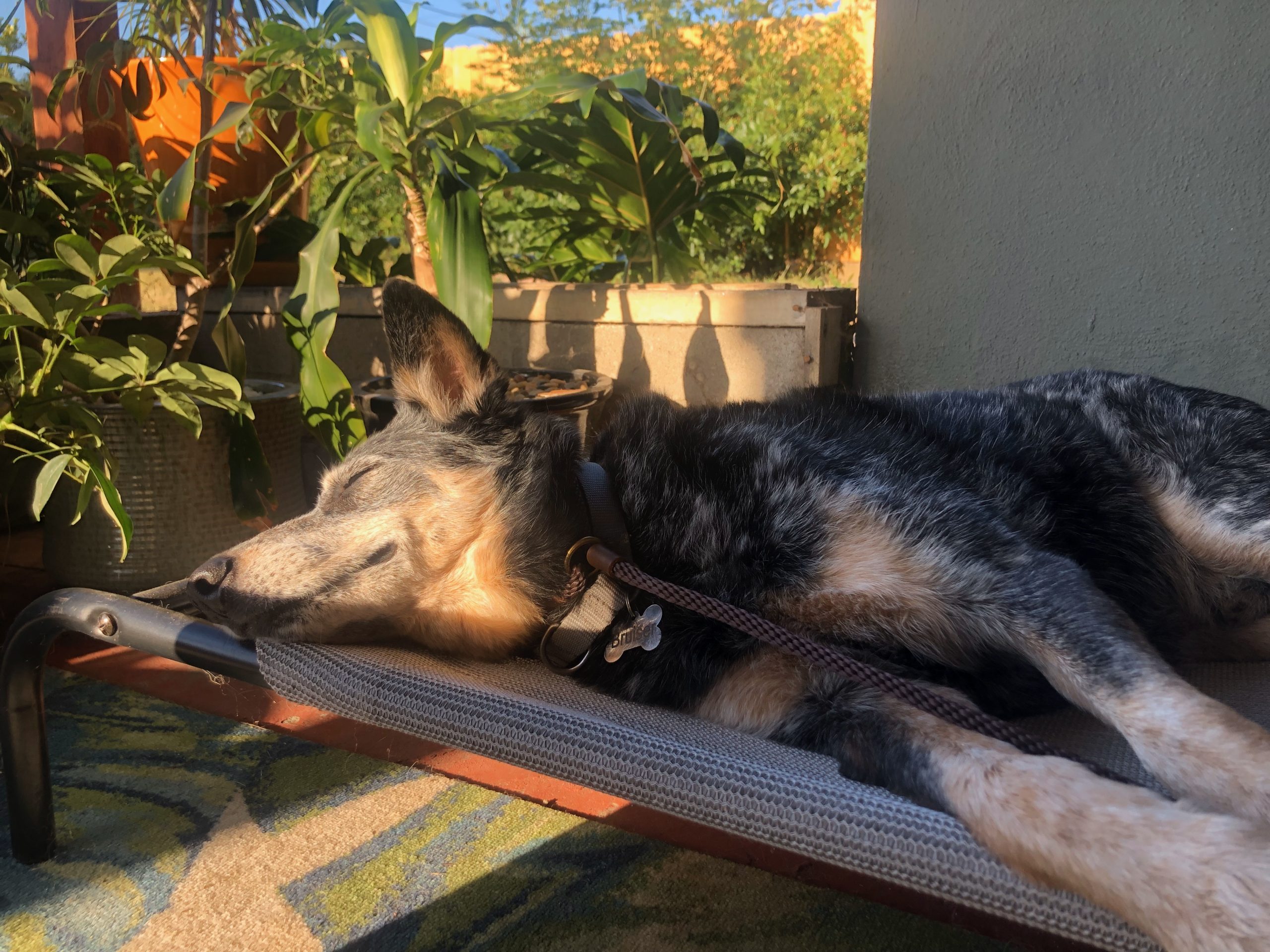 rip bruiser 2007-2023